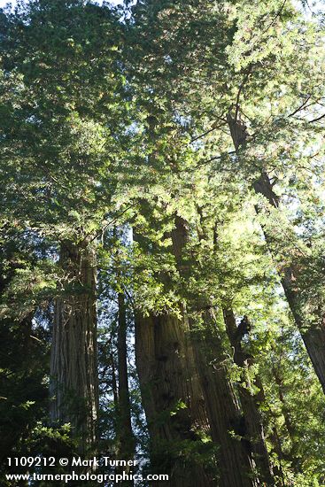 Sequoia sempervirens