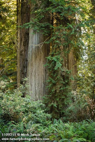 Sequoia sempervirens