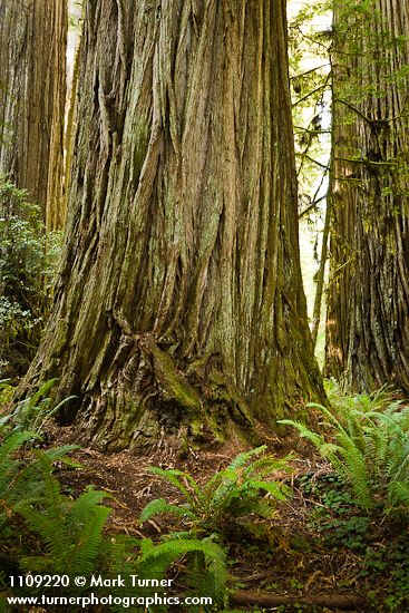 Sequoia sempervirens