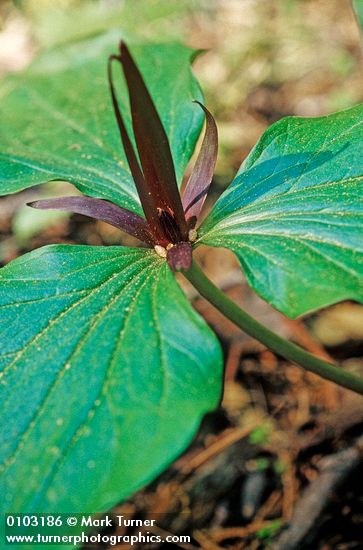 Trillium chloropetalum