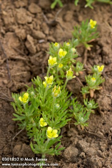 Ceratocephala testiculata (Ranunculus testiculatus)