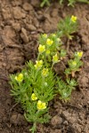 Hornseed Buttercup