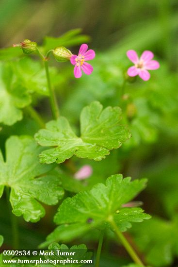 Geranium lucidum