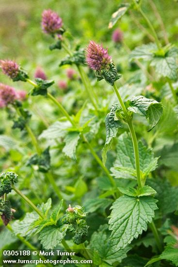 Agastache occidentalis