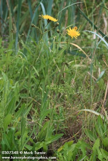 Sonchus arvensis