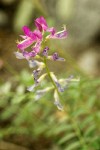 Northern Sweet-broom blossoms