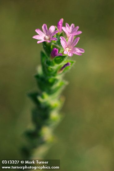 Epilobium torreyi (Boisduvalia stricta)