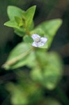 Common False Pimpernel