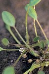 Mudwort blossom & foliage detail