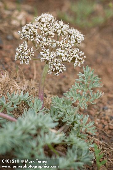 Lomatium canbyi