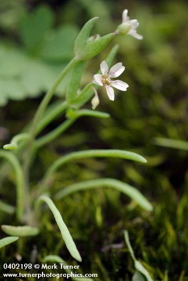 Claytonia exigua ssp. exigua (Montia exigua)