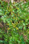 California licorice-root