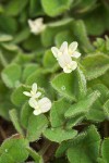 Subterranean Clover blossoms & foliage