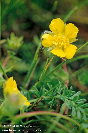 Potentilla millefolia var. klamathensis