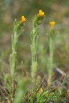 Small-flowered Fiddleneck