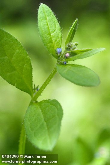 Asperugo procumbens