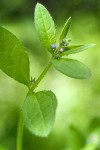 Madwort blossom & foliage detail