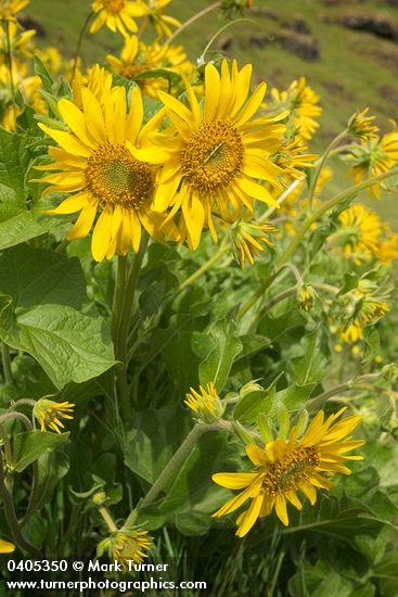 Balsamorhiza deltoidea