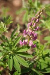 Tracy's Lupine (blue form) blossoms & foliage