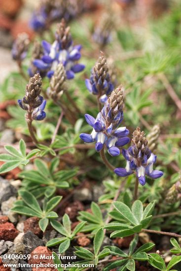 Lupinus sellulus ssp. sellulus var. sellulus (L. lepidus var. sellulus)