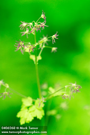 Thalictrum occidentale