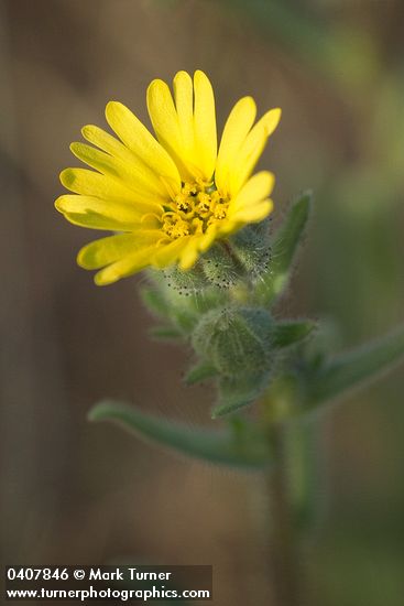 Lagophylla ramosissima