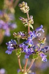 Siskiyou Penstemon blossoms