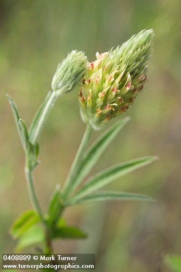 Trifolium plumosum