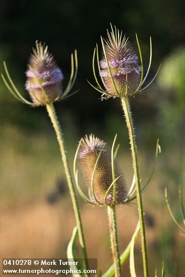 Dipsacus fullonum