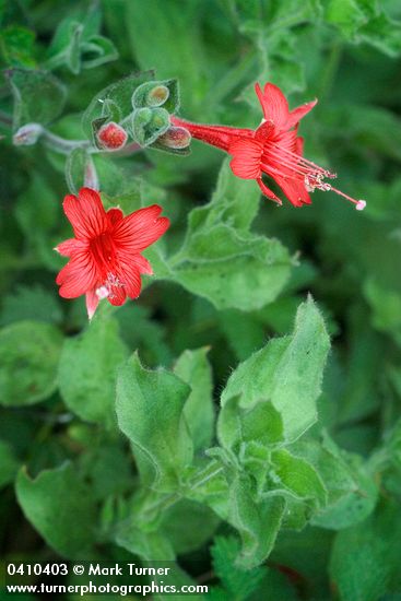 Epilobium canum ssp. latifolium (Zauschneria latifolia)