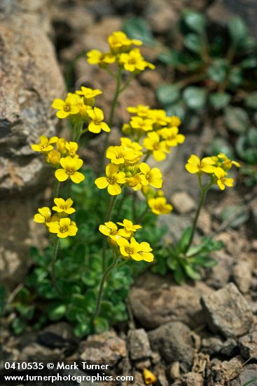 Draba cusickii