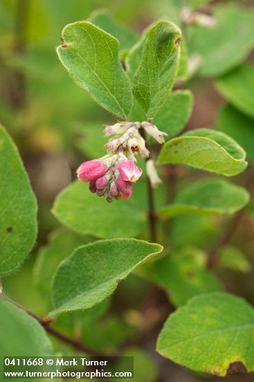 Symphoricarpos mollis