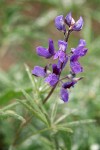 Mt. Adams Lupine