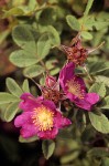 Clustered Wild Rose blossoms & foliage