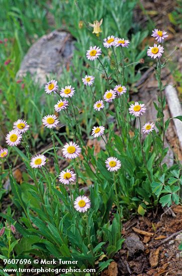 Erigeron coulteri